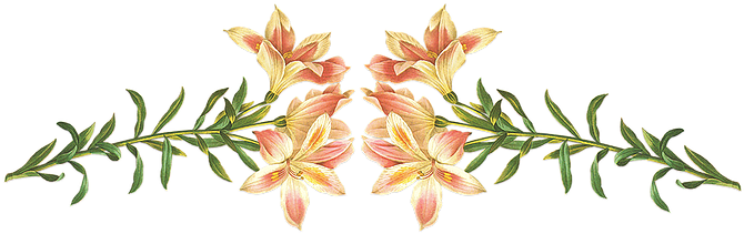 Wedding Officiants For Hire In Los Angeles - Giclee Painting: Langlois' Alstroemeria Pelegrina, (710x220)