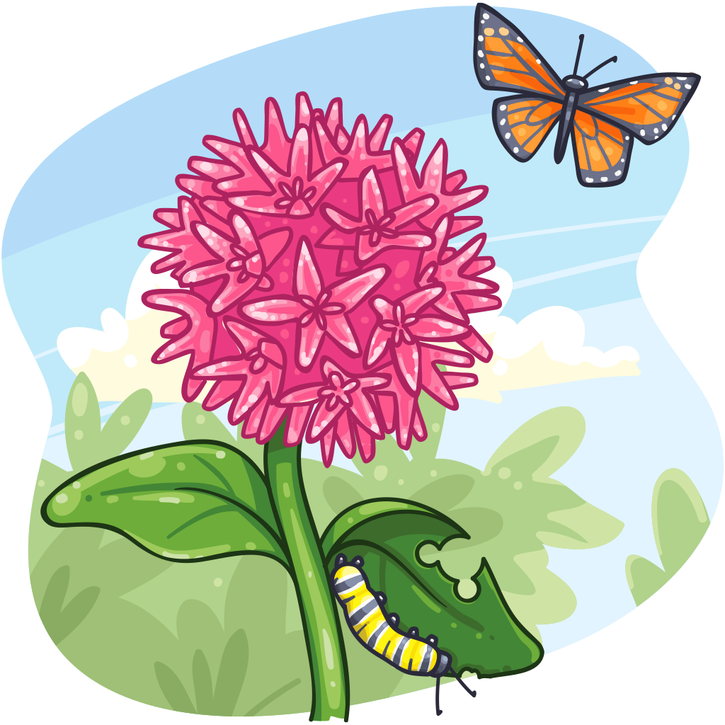Milkweed Cliparts - Milkweed Plant Clipart (1024x1024)