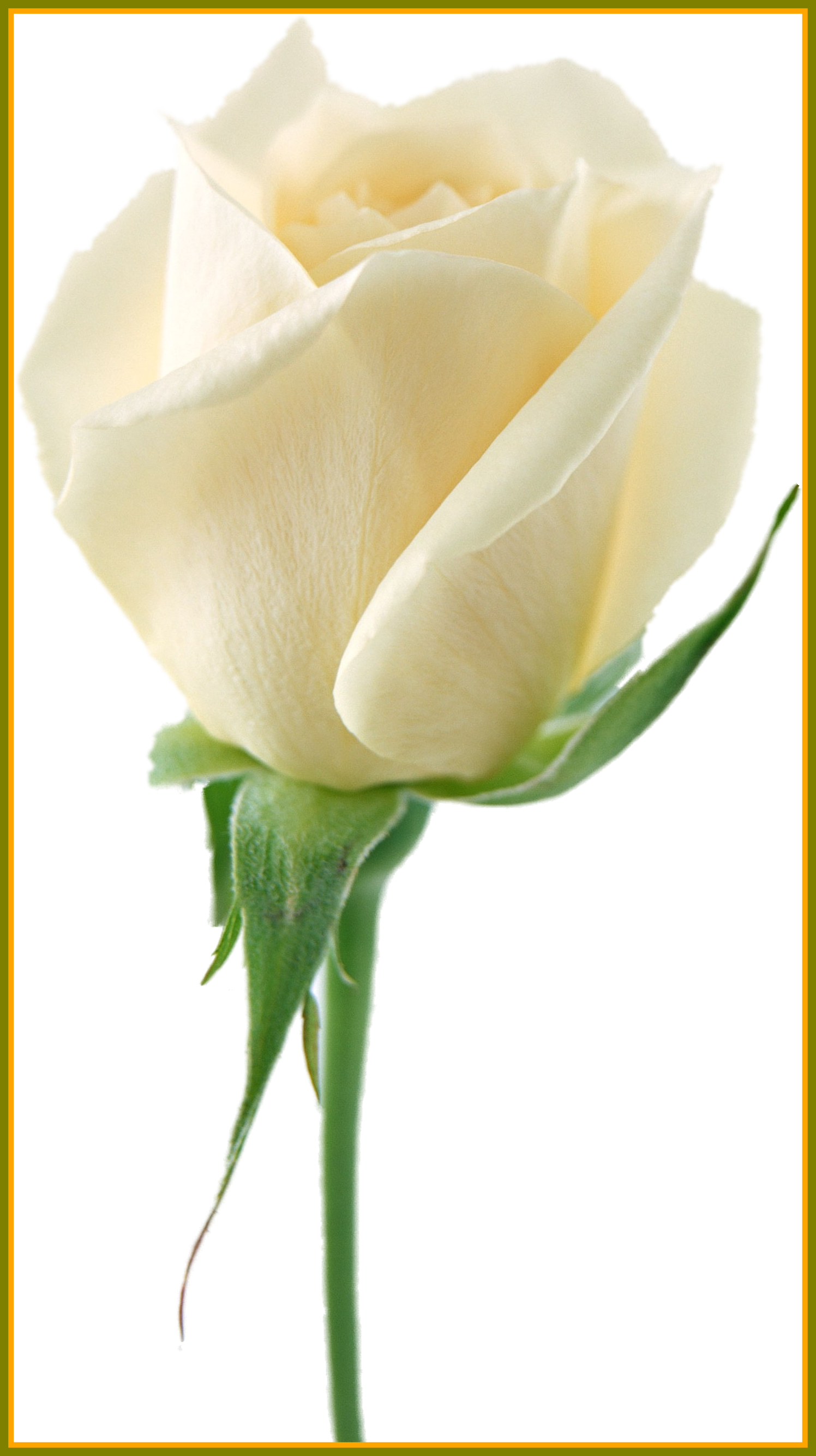 Amazing White Roses Png My Favorites Picture Of Wedding - White Roses Transparent Background (1496x2668)