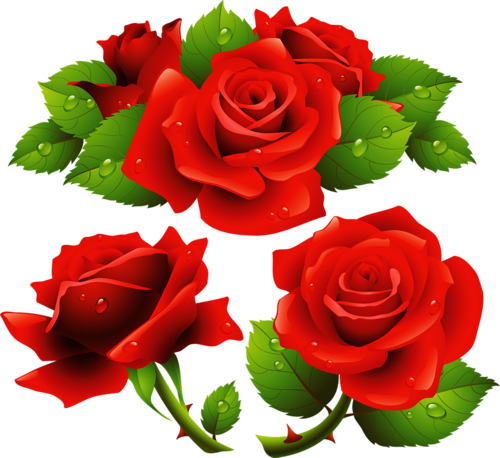 Rose-flowers1 - Rose Flower Frames Design (500x458)