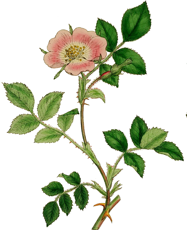 Kirk - Rosa Micrantha (628x794)