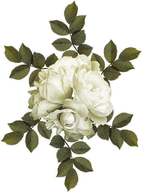 Garden Roses Cabbage Rose Flower - Four-c Fondant Tools Rose Leaf Cupcake Cutters Gumpaste (500x666)