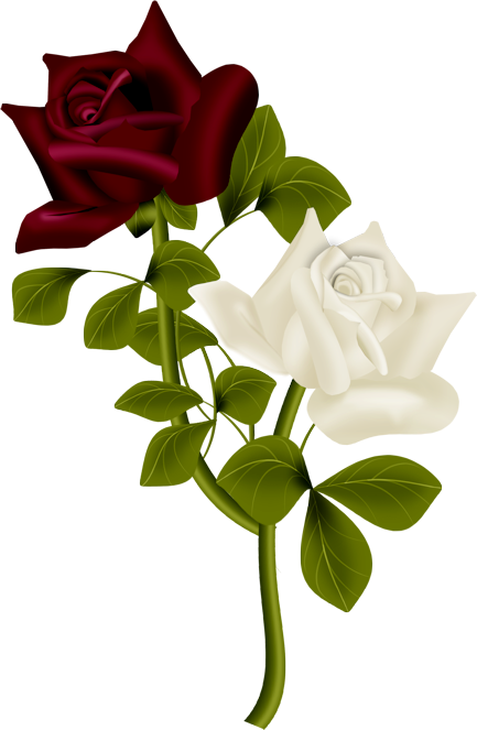 Фото, Автор Cutepictures На Яндекс - ดอก กุหลาบ .png (433x663)