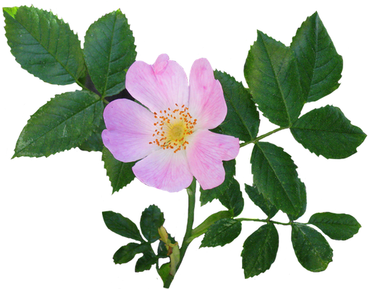 Wild Rose Clipart (600x444)