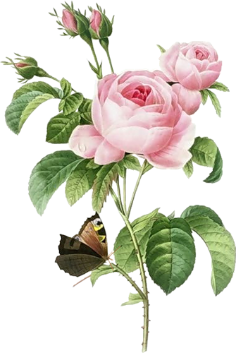 Illustrations - Pierre-joseph Redoute Canvas Art Prints - Rosa Centifolia (335x500)