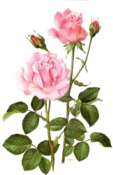Free Vintage Leaves Image 28 - Rose Botanical Illustrations (458x640)