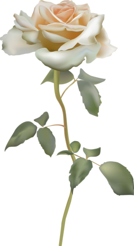 Pin By Tone Padilha On Minhas Unhas - Rosa Rugosa (272x500)
