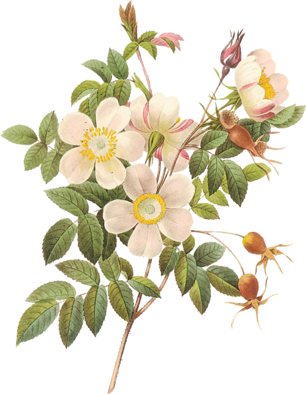 Fleurs,tube,flowers,png - Flower Illustration Png (600x772)