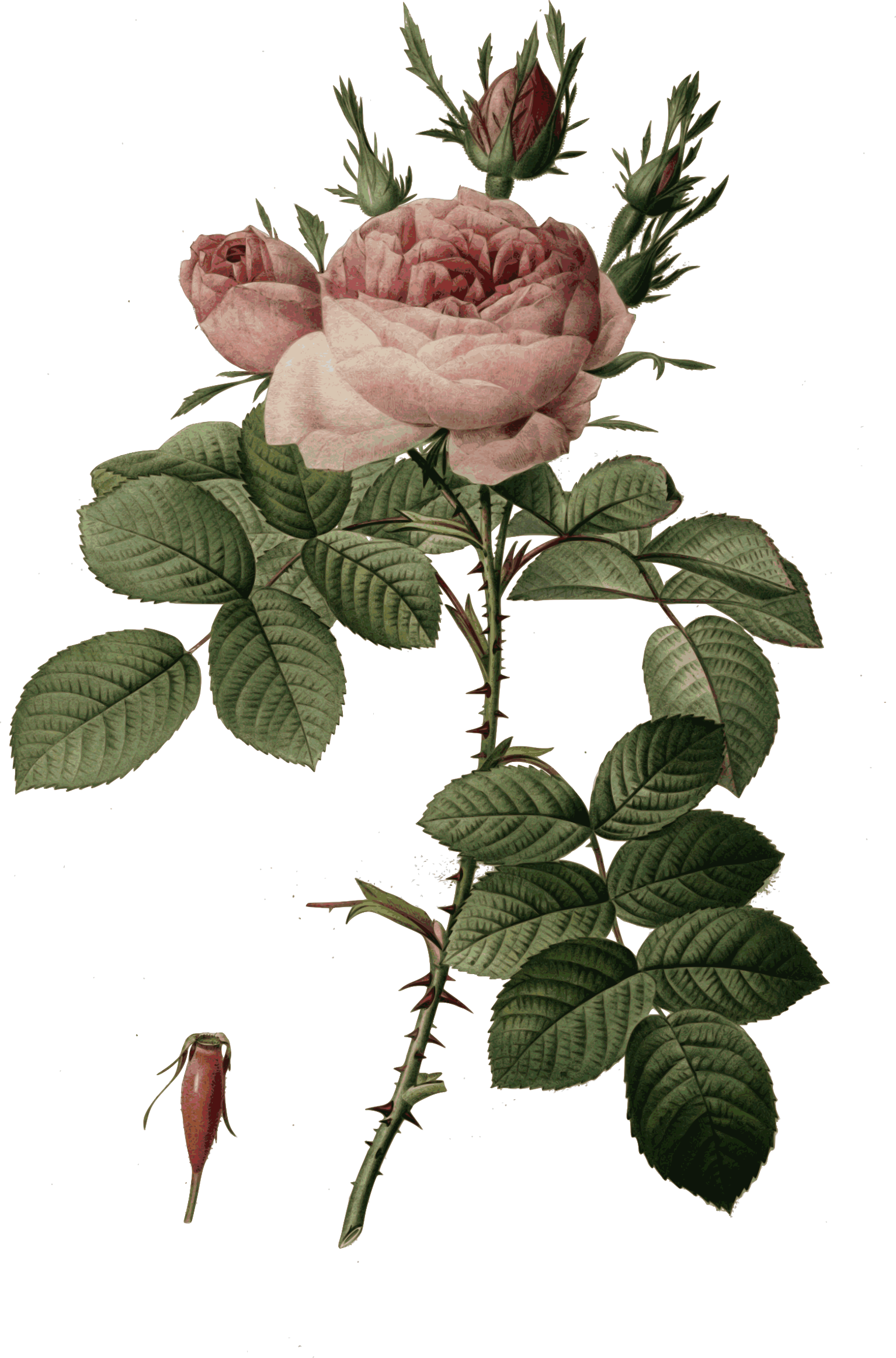 Good Redoute Rosa Bifera Officinalis Color With Rosa - Pierre Joseph Redoute - Rosa Bifera Officinalis (1534x2324)