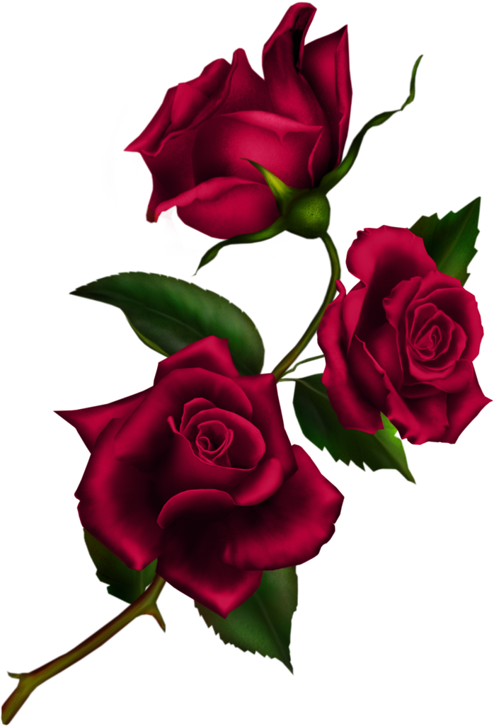 Rose Stem By Autumns-muse - Kiss From A Rose (1025x1506)