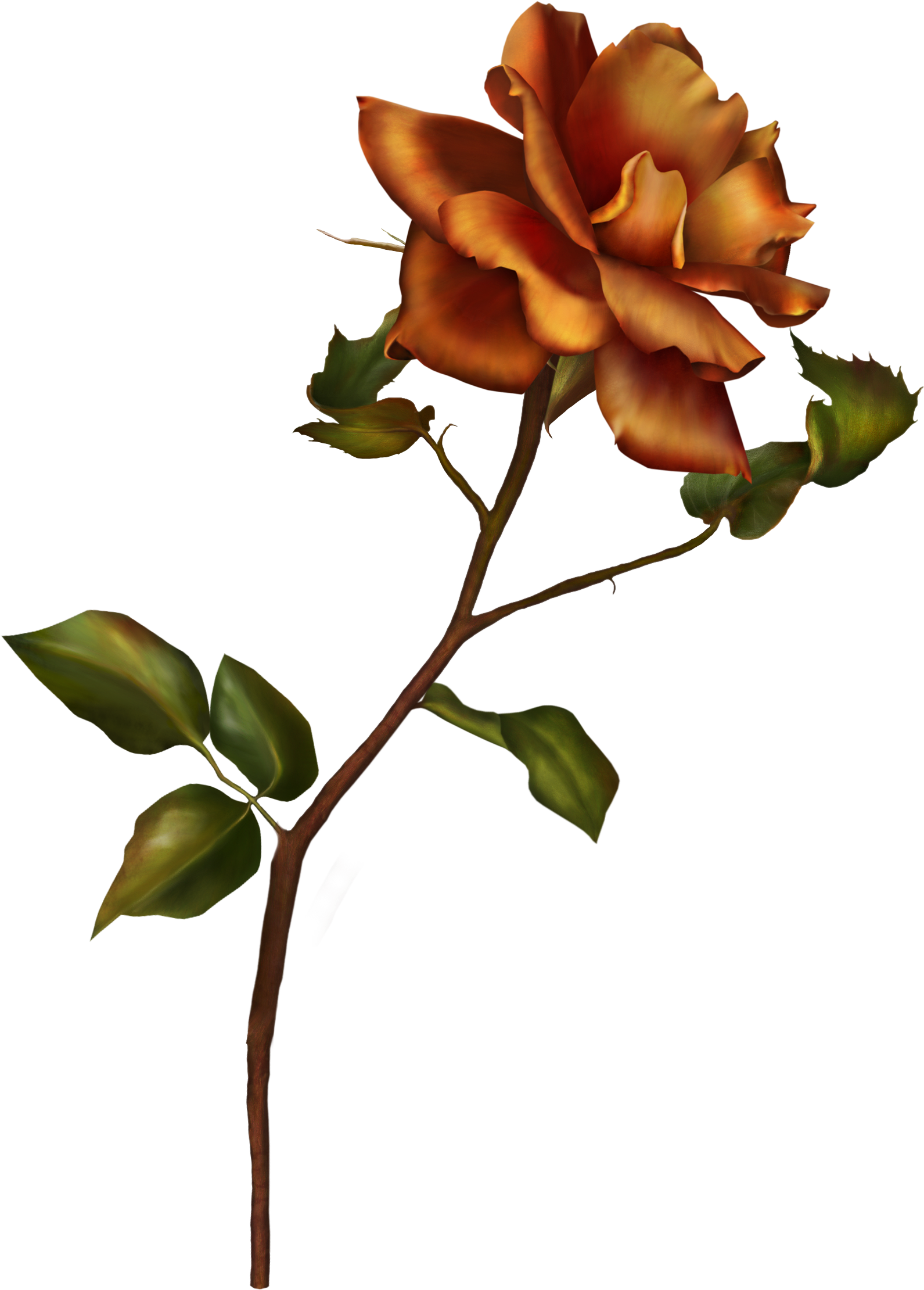 Rose Stem By Autumns-muse - Garden Roses (1654x2290)