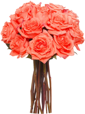 Long Stem Roses Transparent Png (458x458)