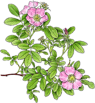 Rosa Blanda By Botanical Artist Bobbi Angell - Rosa Canina (400x435)