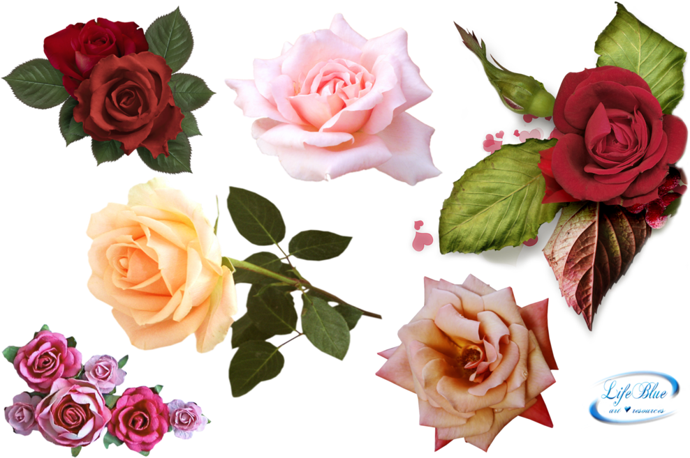Png By Lifeblue - Deviantart Rose Set Pnd (1024x656)