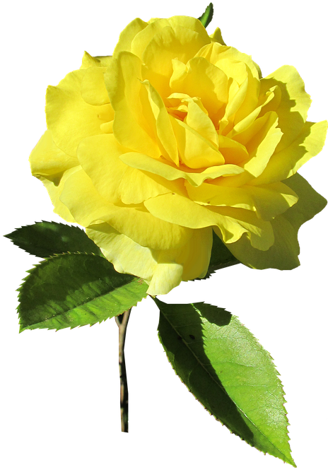Rose, Yellow, Stem, Bloom - Floribunda (465x720)
