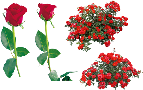 Red Rose - Gulab Ka Phool Png - (500x325) Png Clipart Download