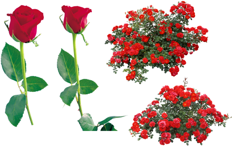 Red Rose - Gulab Ka Phool Png (500x325)