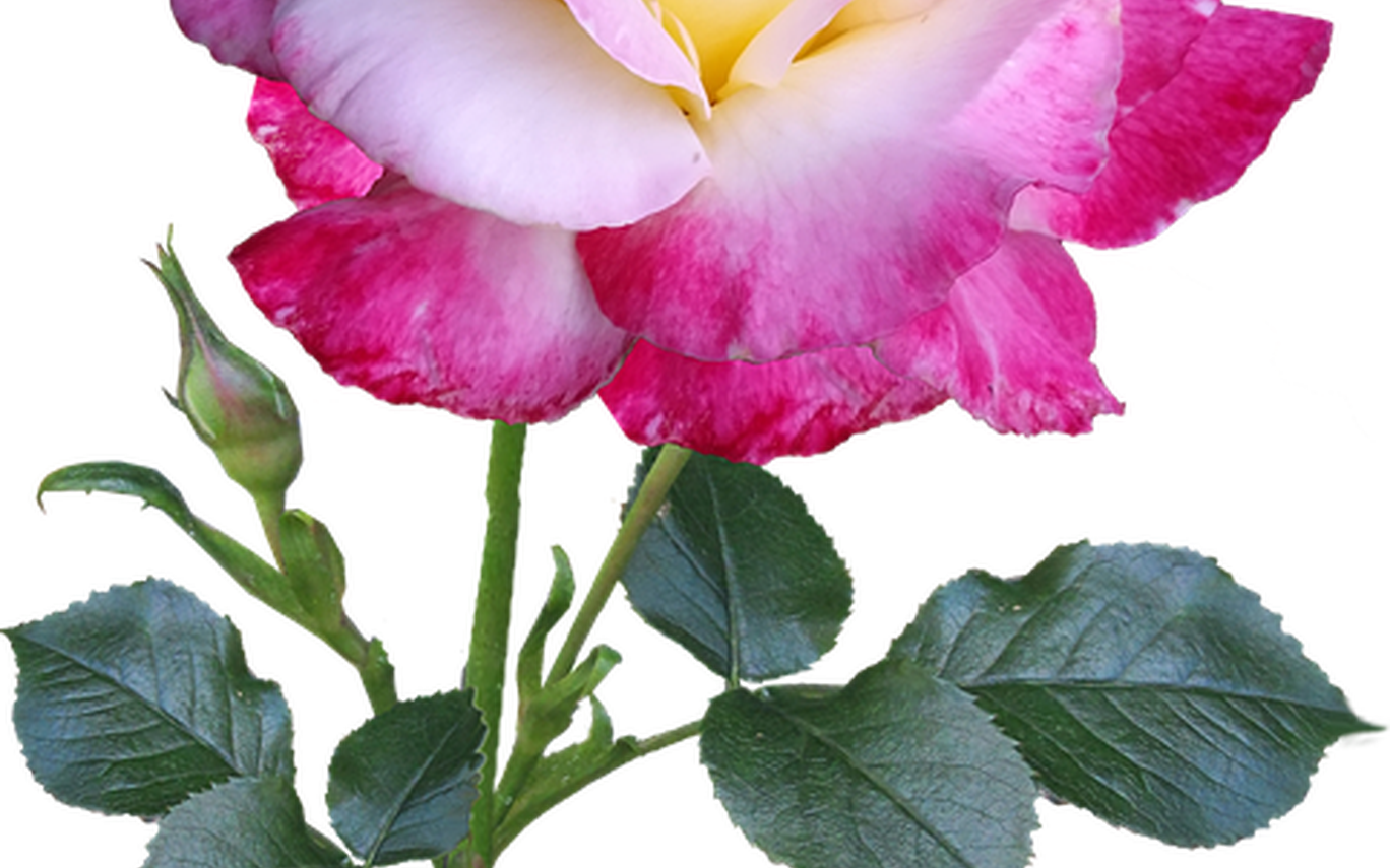 Rose Flower Stem Double Free Photo On Pixabay - Rose (1368x855)