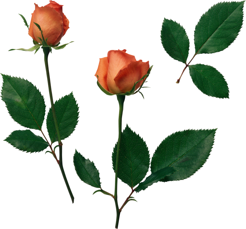 Cabbage Rose Flower Beach Rose Garden Roses Rose Family - Mother's Daily Prayer Book (800x744)
