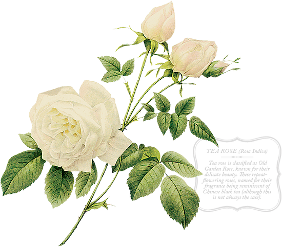 You Would Think That My Time Spent At Weddings Would - Dog (551x522)