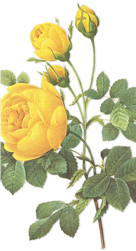 Yellow Rose Botanical Illustration (279x551)