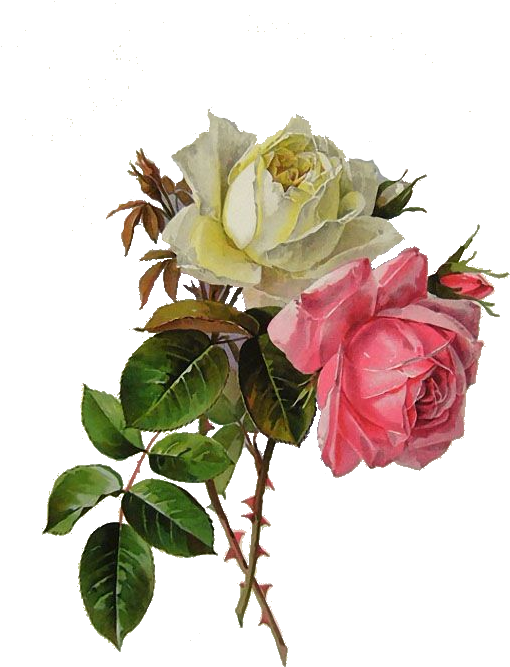 785 - Pictor Paul De Longpre (516x692)