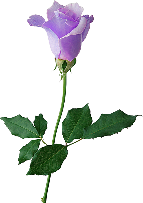 Garden Roses Cabbage Rose Beach Rose Petal Flower - Cành Hoa Hồng Đẹp (500x710)