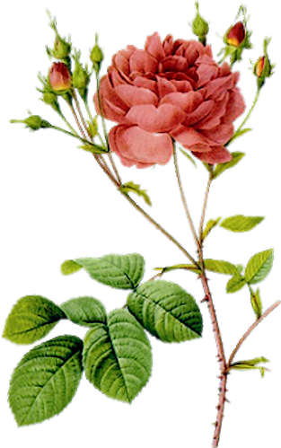 Photo From Album "цветы Винтаж" On - Les Roses 1817 By Redoute (313x499)