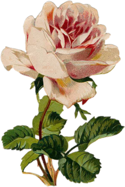Garden Roses Health Flower Healing - Eiffel Tower Necklace Paris Pendant Birthstone Jewelry (700x700)