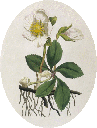 Christmas Rose - Helleborus Niger L (314x416)
