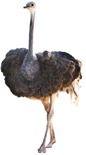 Animal Graphics Peacock, Ostrich Clip Art - Ostrich Png (295x512)