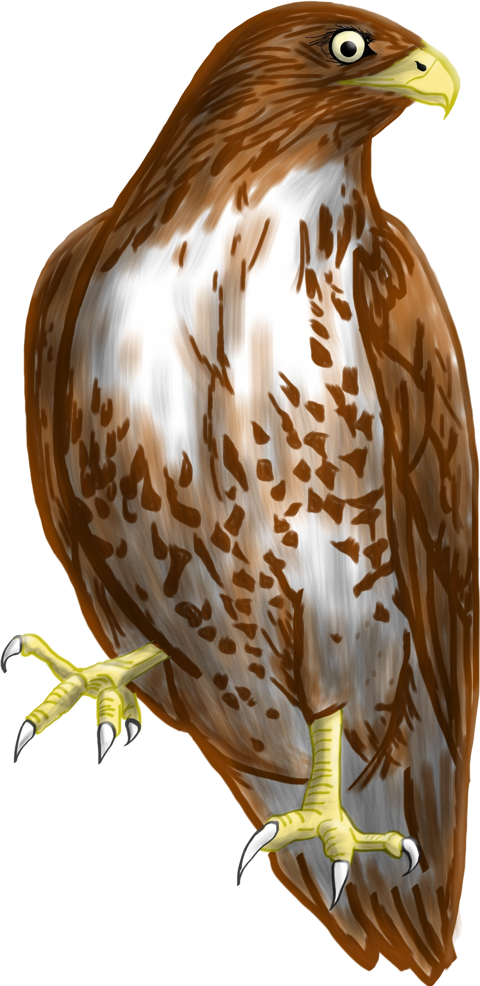 Hawk Clipart Transparent Background - Coopers Hawk Clip Art (1536x2048)