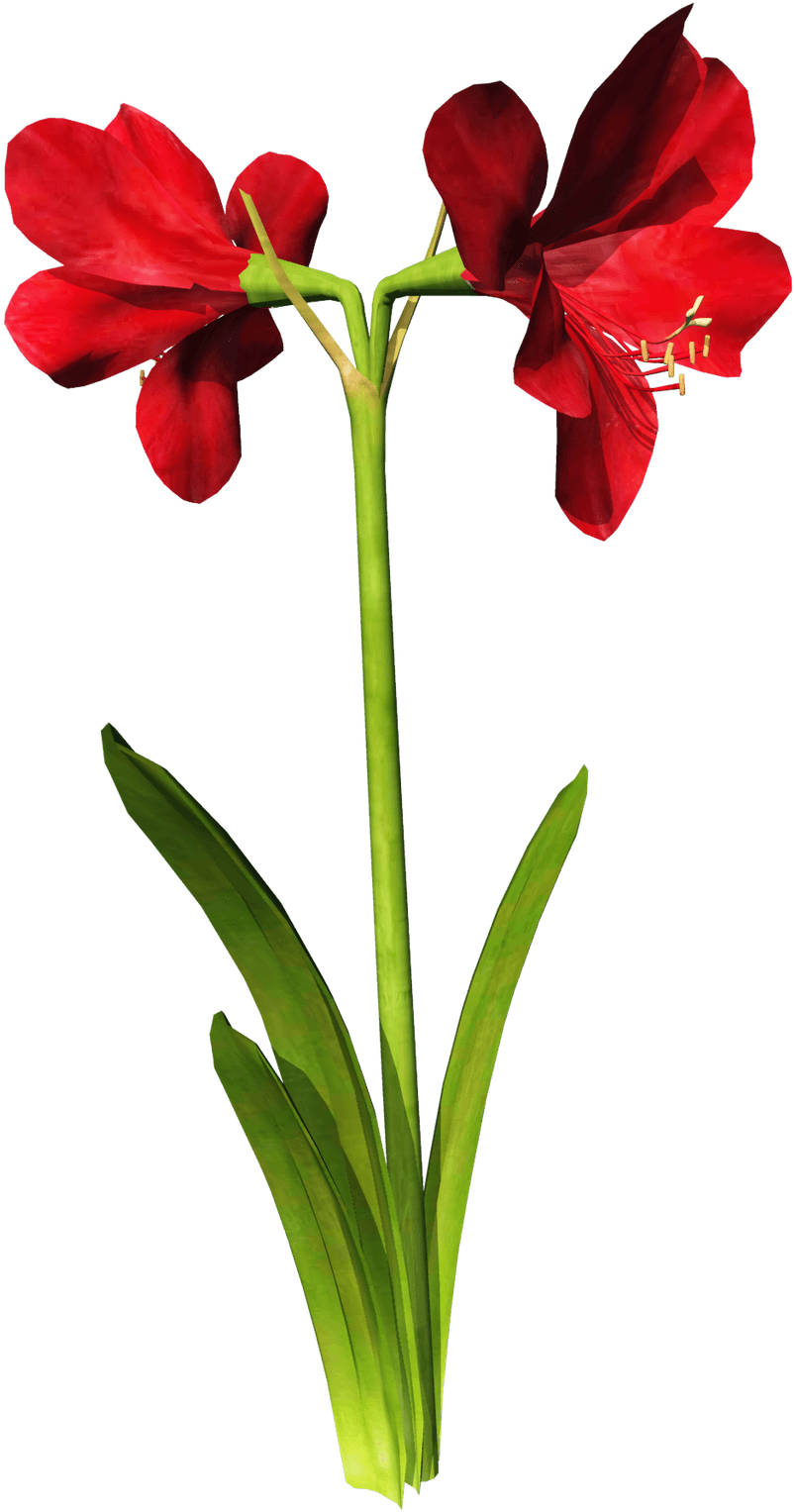 Free High Resolution Graphics And Clip Art - Flower (1199x1600)