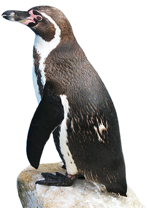 Clip Art Of Red Cow, Penguin Clipart - Transparent Background Penguin Clipart (299x413)