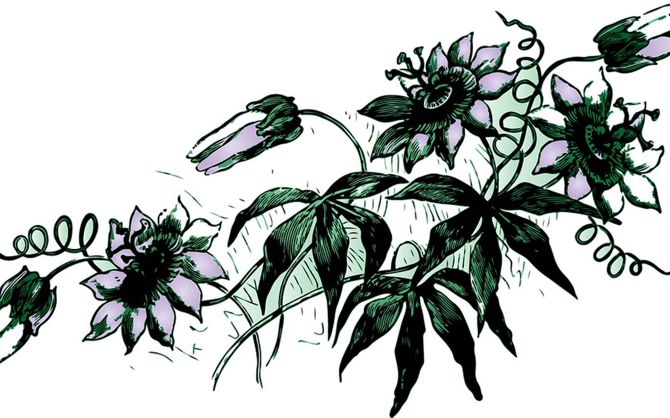 Vine Flower Floral Free Image On Pixabay - Für Die Liebe Der Lila Blühenden Reben T-shirt (1368x855)