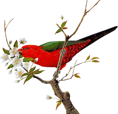 Blossom-bird - Birds And Flower Png (400x386)