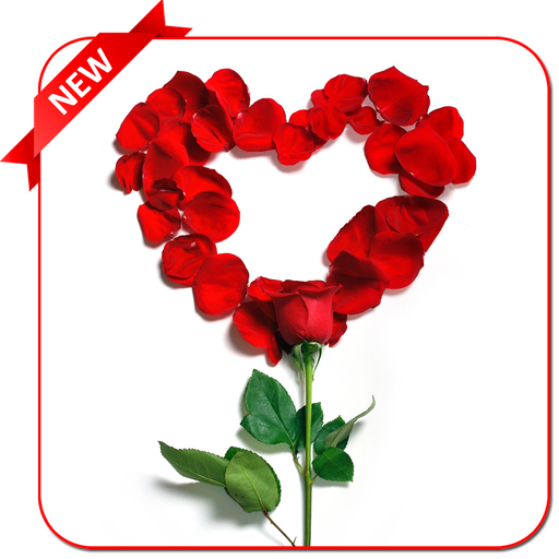 Rose Day Images For Wife (512x512)