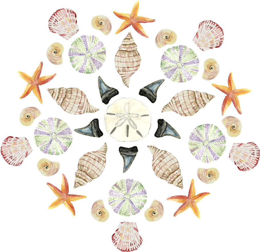 Seashell Watercolor Painting Art Sea Urchin - Art (1080x1080)