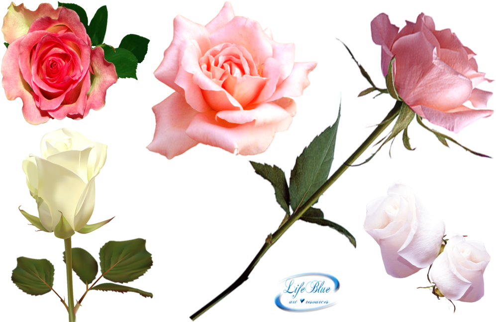 View Collection - Vector Roses (1024x656)