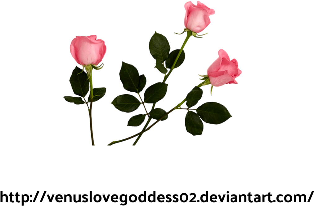 Pink Roses Png By Tigress02 Pink Roses Png By Tigress02 - Ivy Orchard Rose Milk Hand Cream Lotion (1024x1033)
