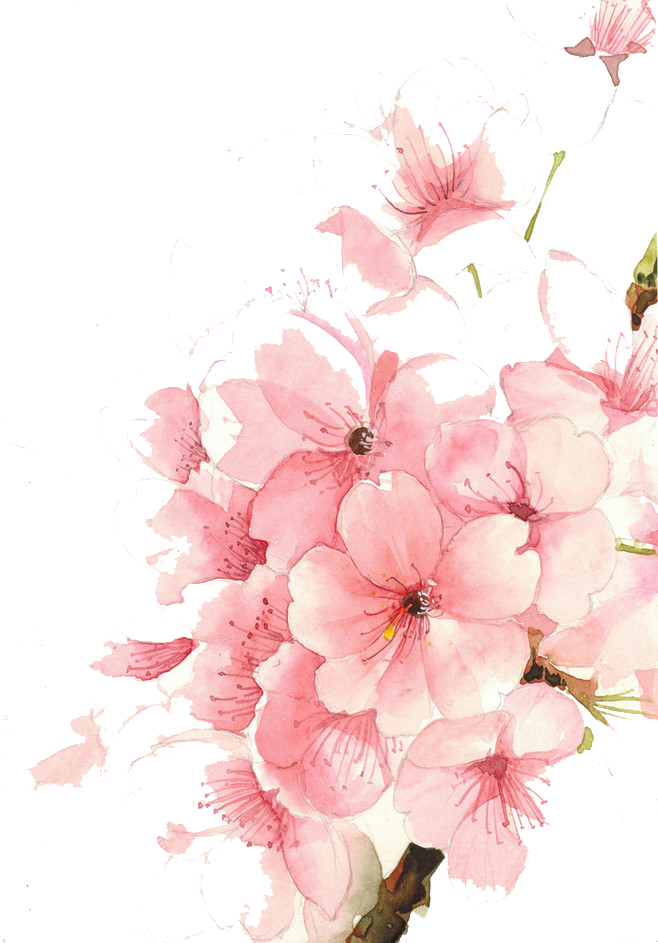 Watercolour Flowers Watercolor Painting Drawing - Watercolour Flowers Watercolor Painting Drawing (658x943)