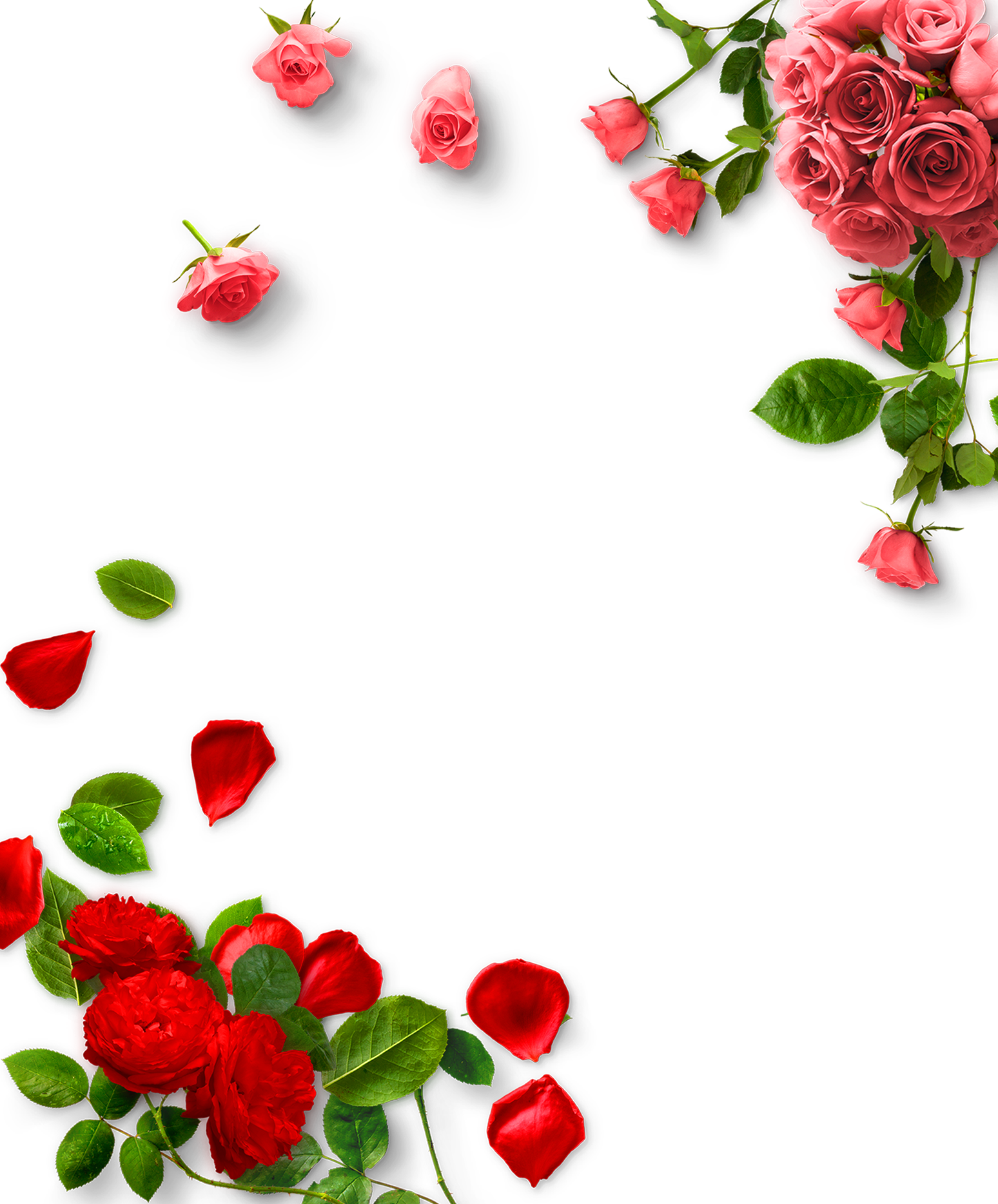 Garden Roses Valentines Day - Rose Png (1548x1867)