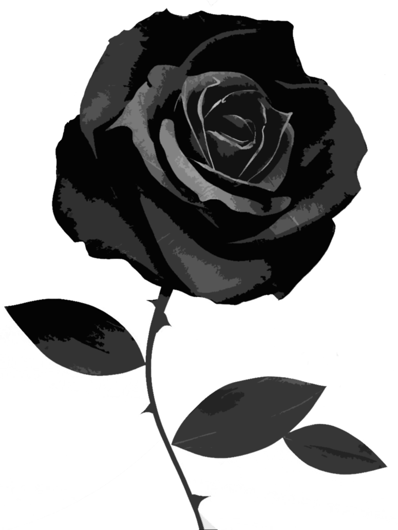 Black Rose 49 Best Hd Wallpapers Of High Quality - Black Rose White Background (775x1032)
