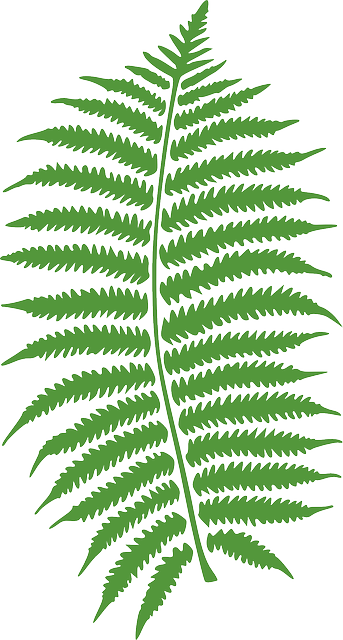 Bracken, Fern, Plant, Leaf, Leaves, Green, Eco, Organic - Personalized Fern Shower Curtain (343x640)