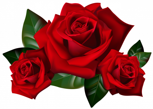 Top 25 Pictures Of Red Roses - Rose Clipart (500x356)