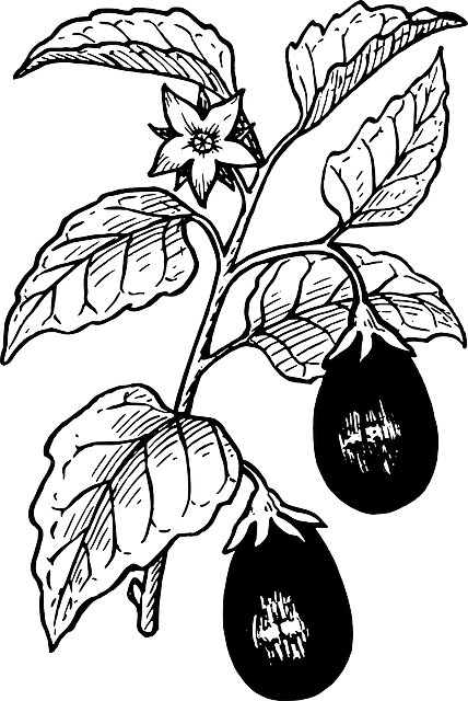 Berries, Food, Drawing, Tree, Egg, Plant, Leaves, Art - Eggplant Plant Black And White (428x640)