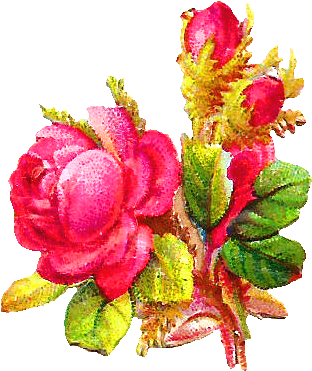 Despite The Distressing And Rustic Appearance Of This - Garden Roses (488x501)