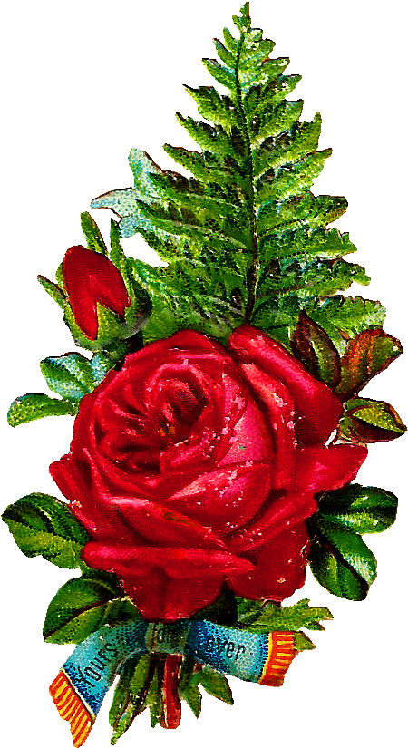 Stock Rose Image Digital - Garden Roses (517x898)