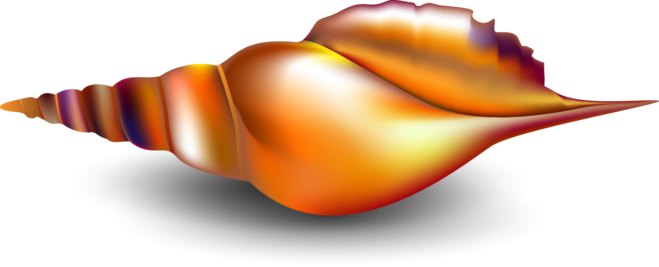 Seashell Conch Mollusc Shell - Seashell (2244x908)