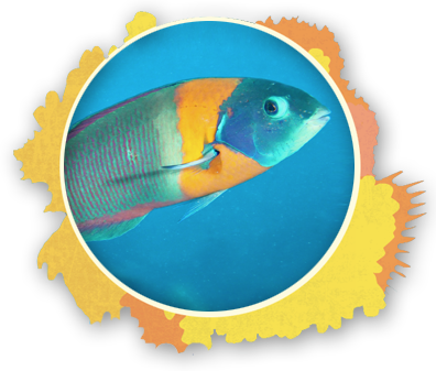 Yellow-tail Wrasse “coris” - Dangerous Animals In Hawaii (396x337)